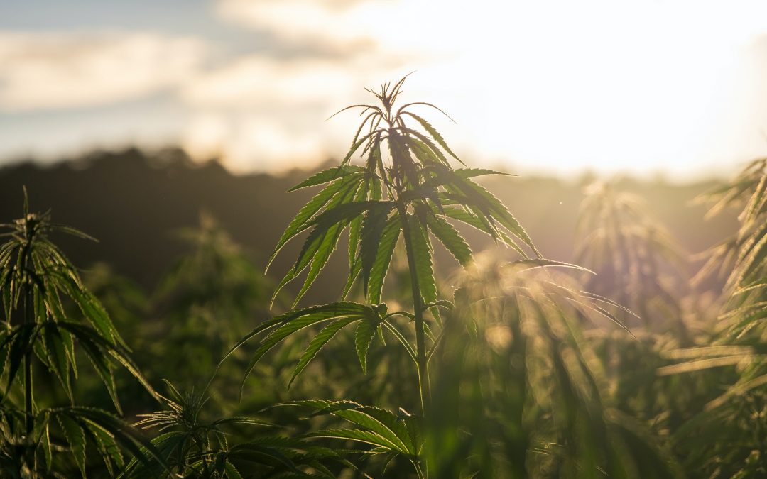 Change to THC Limits and Hemp’s Role in Fighting Malnutrition