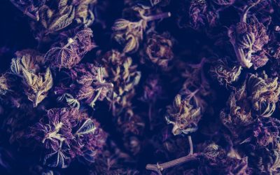 Hemp vs. Marijuana: What’s the Difference?