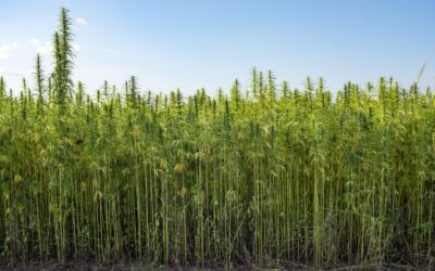 Industrial Hemp Cultivation, Care, and Uses